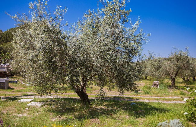 Agriturismo biologico Piccapane - Photo 24