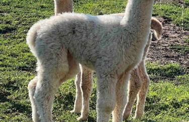 Bauernhof Glamping mit Alpakas und Ziegen - Foto 1
