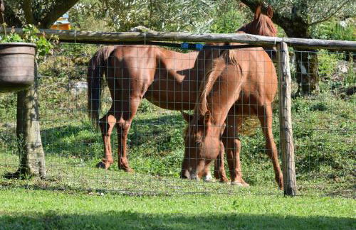 Agriturismo Terra Verde - Foto 45