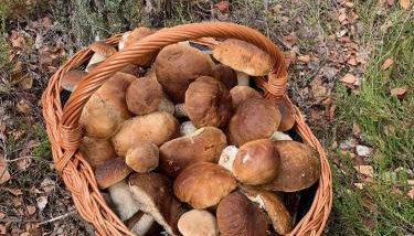 Monti Domki całoroczne - Foto 4