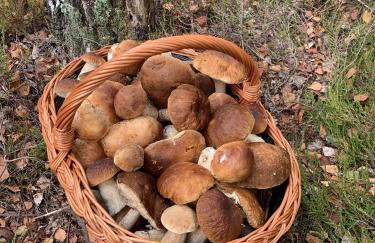 Monti Domki całoroczne - Foto 4