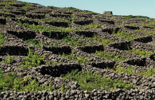 Quinta do Norte - Biscoitos - Photo 31