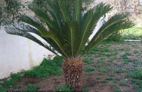 Villa Carolina - Foto 31