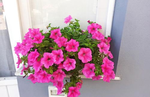 Le Casette di Nonna Rosa in Fontanarossa Catania Airport - Foto 8