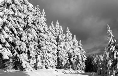 Villa Parkblick Wohnung 2 - Foto 15