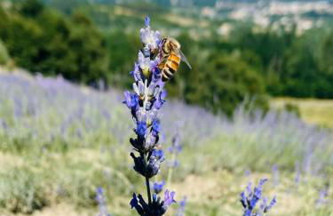 La lavanda di Poppi-mini appartamento - Foto 25