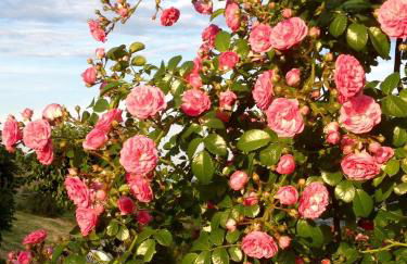 B&B Vento di Rose - Foto 13