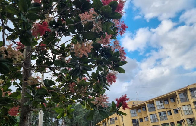 Reserva do Sahy, Condado - Foto 36