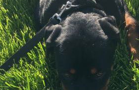 Il Giardino di Sant'Eufemia - Foto 52