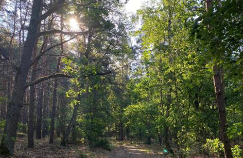 Zielono Mi! Dom przy Puszczy Kampinoskiej - Foto 41