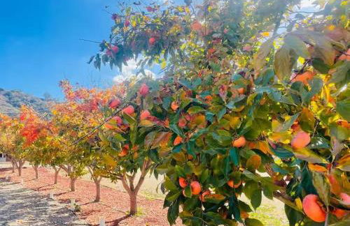 Panorama Paradiso by CasadeLuz, 5Acre 360 Retreat close to Old Town Temecula Wine Country - Foto 43