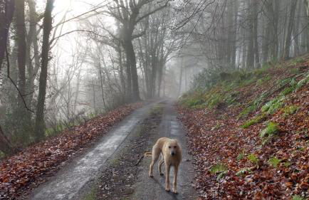Character cottage in the heart of Uplyme. - Foto 27