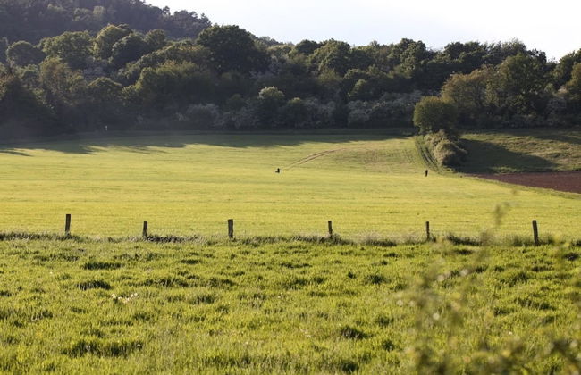 Bos en Kasteel - Foto 10