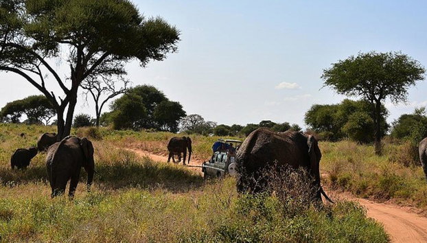 Parque Nacional Tarangire - Excursión privada de día completo - Foto 2