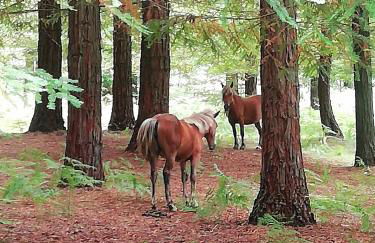 Casa Angelita terraza con hórreo y barbacoa - Foto 50