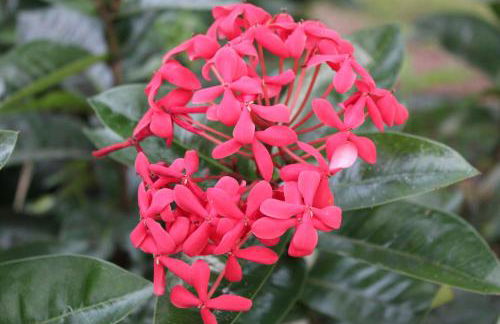 Royal Palms Villa, Pool, Spa, Private Gate, 1,5 acre - Foto 26