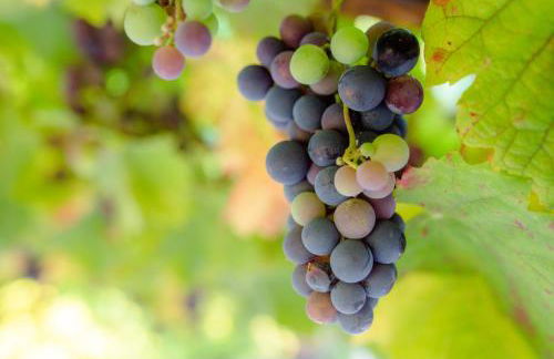 Quinta De Vila Nova - Agroturismo - Foto 33