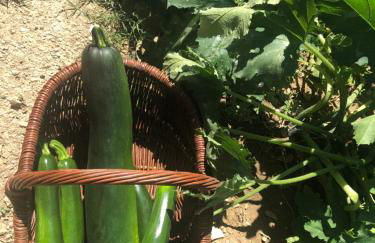 L'Olivier Fleurie Barjols - Foto 54