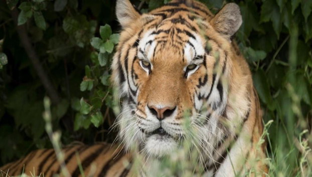 Ravenna: Safari Ravenna Entrance Ticket - Foto 4