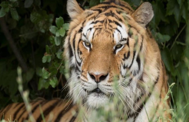 Ravenna: Safari Ravenna Entrance Ticket - Foto 4