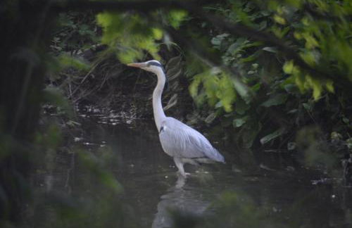 Al Lago dei Cigni - Foto 16