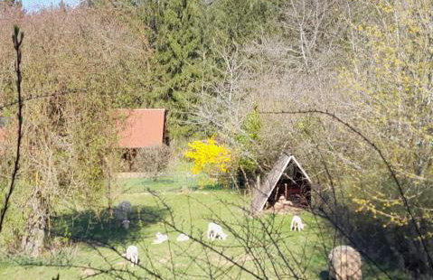 Fewo Waldtherme Relaxen, wandern, Radfahren - Foto 38