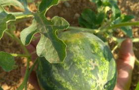 Agriturismo Villa Gaia - Foto 64