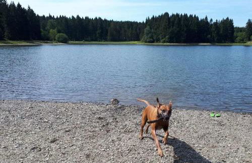 Holiday home in the Harz Mountains with 3 bedrooms - Foto 27