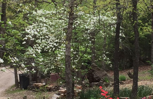 Cherokee mountain log cabin resort - Foto 55