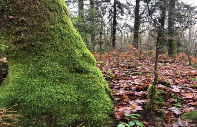 Chalet in Belgium With Stunning Views - Foto 39