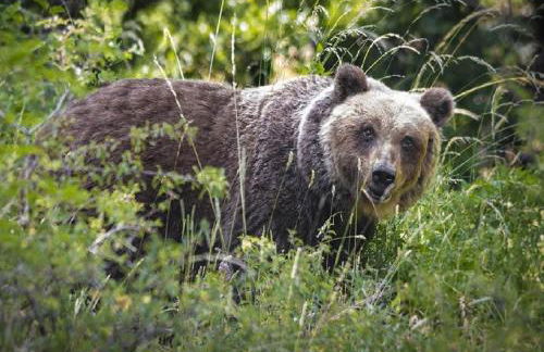 Iris Apartment, Parco Velino Sirente - Foto 39