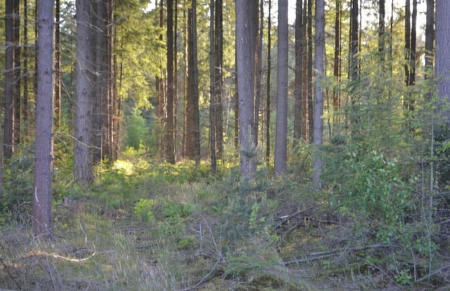 Forest Stay With Shared Pool - Foto 37