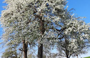 Ferienwohnung Pusteblume - Foto 24