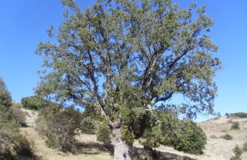 Casas Rurales Cortijos el Encinar - Foto 47