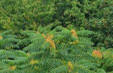 Kod Slaveka - Foto 56