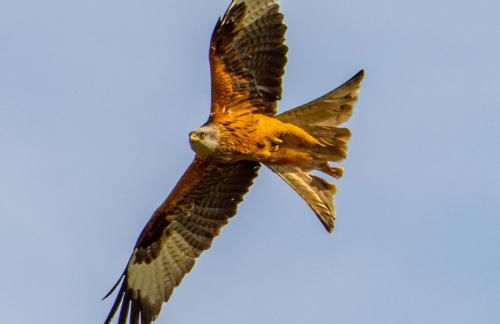 Mulberry Cottage - Photo 23