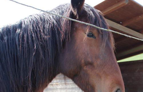 Le Dame Country House, Marche - Foto 10