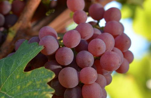 Charmant appartement rénové pour 4 pers avec terrasse à Hunawihr - FR-1-744-14 - Foto 34