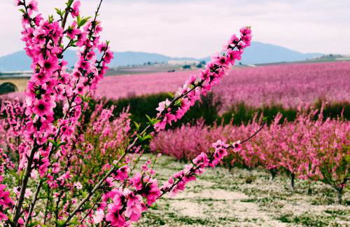 Casa Vikingo - Foto 23