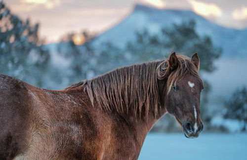 Ranch at Mesa Verde - Foto 26