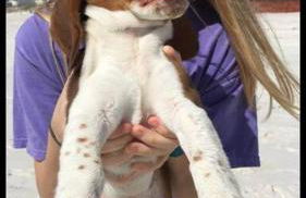 Quiet 2 bedroom condo on Gulf with pool and pond - Photo 21