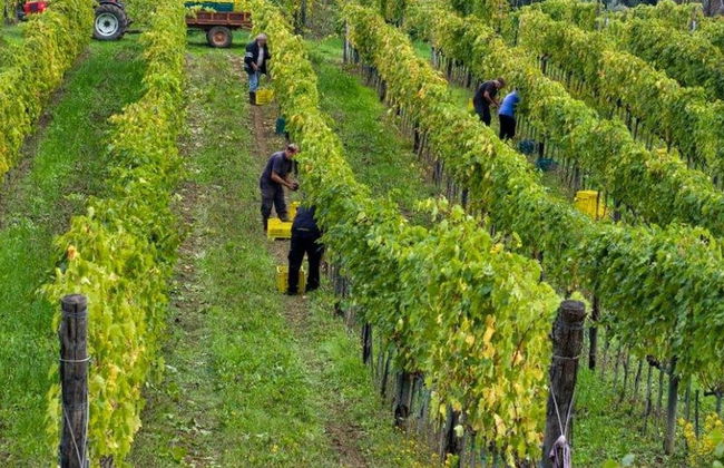 Farmhouse in Bacchereto Near Wine Region - Foto 39