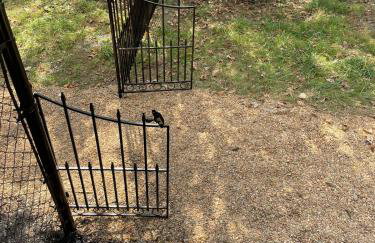 The Firefly Lodge at Shenandoah - Foto 10