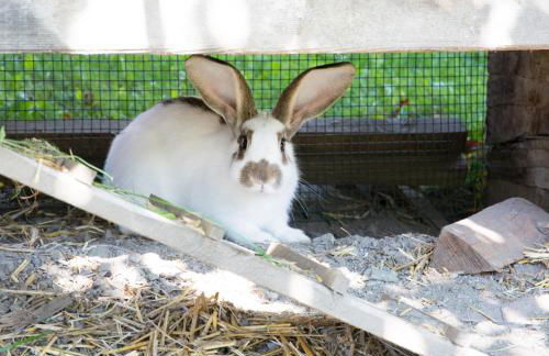 Peterer Hof - Foto 15