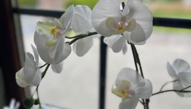 Suite 3 SZ - Lichtenberg - Foto 5