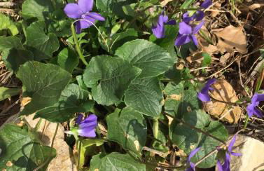 Les Mas d'Azur Appartement - Foto 53