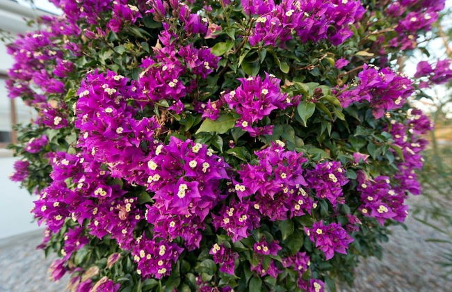 Bungalow Blue Waters by Amy Villas - Foto 31