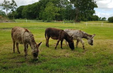 Ferienhaus Kömhuus - Photo 19