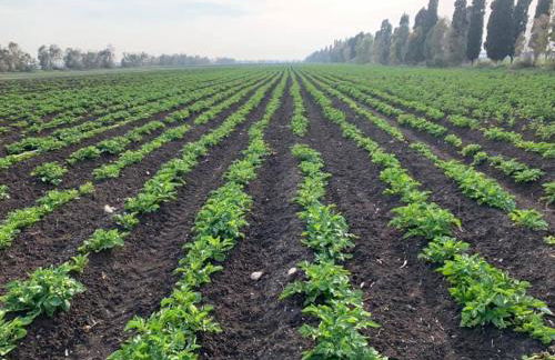 Podere Giovanni Olivo - Foto 17