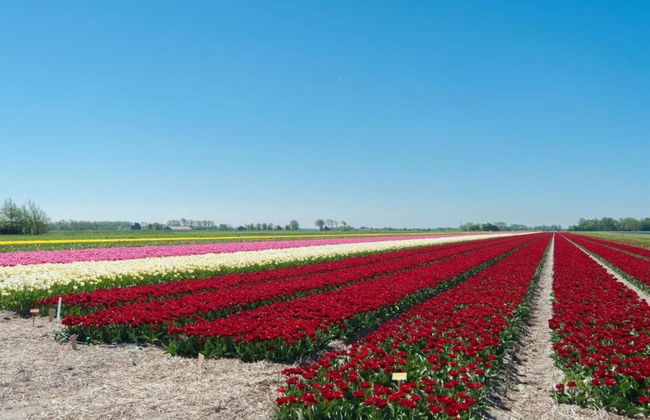 Holiday Home in De Koog Near Texel Beaches - Foto 28